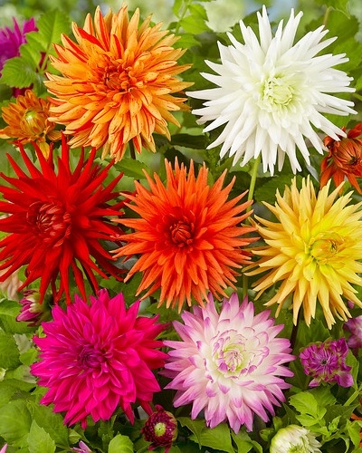 dahlia, dália, georgína, georgíny, dálie, hluza, hluzy, hluzy dalii, hluza georgin, hluza dalie, hluza georginy, hluzy georgin, cactus, kaktusovitá, kaktusová, zmes, mix